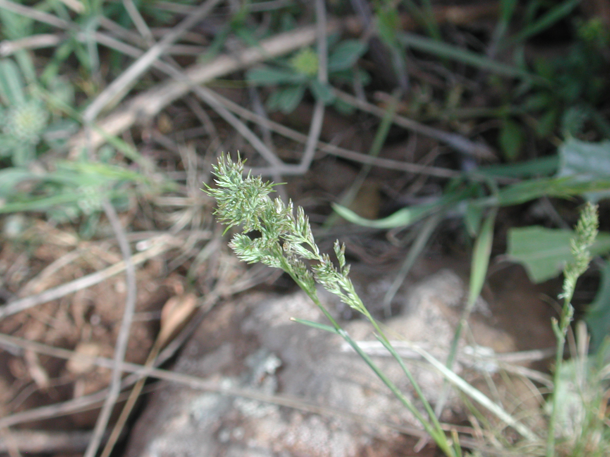 Poa bulbosa L.